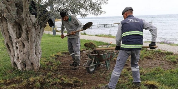 Burhaniye’de Domuzlar Sahili Talan Etti