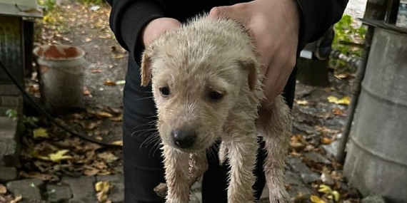 Dereye düşen yavru köpeği Büyükşehir İtfaiyesi kurtardı