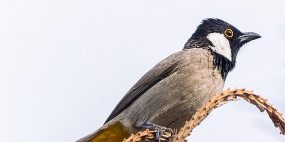 Doğuş Otomotiv: Doğaya Kanat Açtık Projesi yeni rotasındaydı