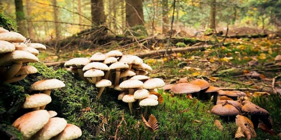 İşlemden Geçirmek Mantarı Zehirsiz Hale Getirmez