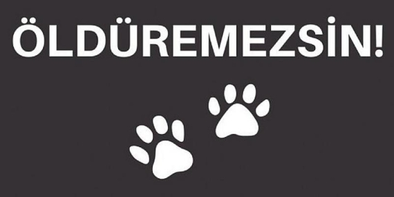 Sokak Hayvanlarına Yönelik Şiddeti Durdurmak İçin Rekor Destek