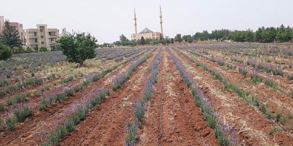 Tarıma Elverişli Olmayan Arazilerin Bitkisi Lavanta; Bir Sefer Ek, 30 Yıl Verim Al