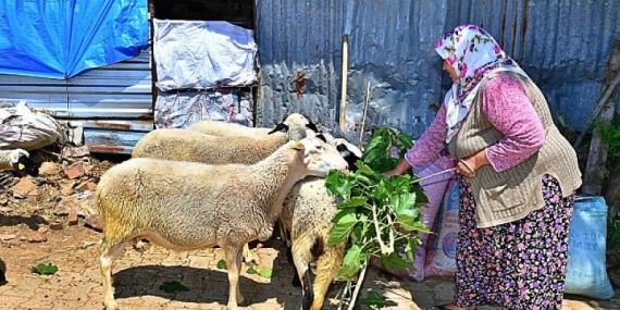 Umut sürüsü büyüyor