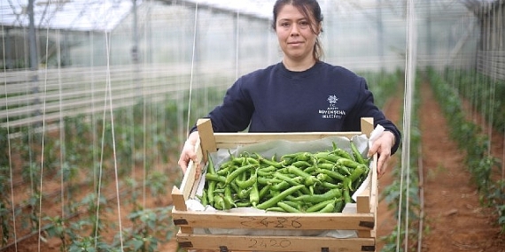 Aydın Büyükşehir Belediyesi, Seralarında Ata Tohumlarıyla Üretimi Sürdürüyor