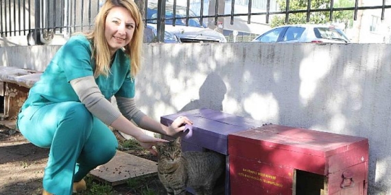 Bayraklı Belediyesinden sokak kedilerine sıcak yuva