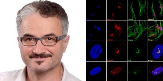 İnsanda bulunan SPATA31 geninin, yaşam uzunluğu ile orantılı olduğunu tespit edildi