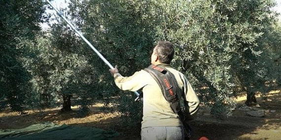 Mustafakemalpaşa’da Zeytin Hasadı Mesaisi Süsüyor
