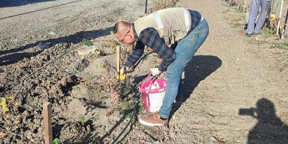 Üzüm Bağında Kış Hazırlığı
