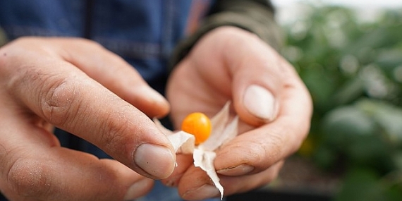 Altın Çilek Meyve Verdi