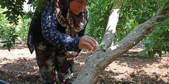 Antalya Büyükşehir'den üreticiye faydalı böcek