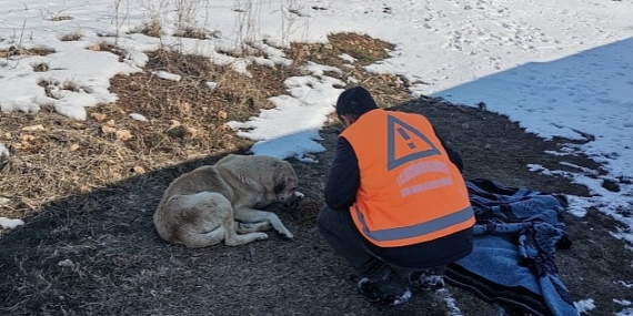 Keçiören Belediyesi Veteriner Hekimleri Yaraları Sarıyor