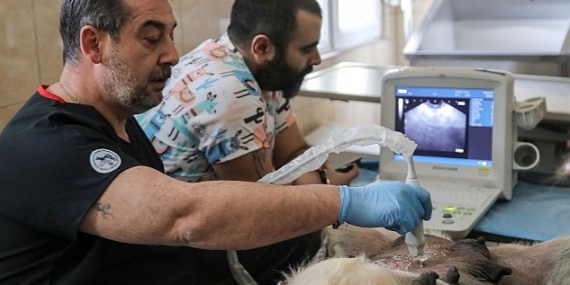 Çankaya Belediyesi Veteriner Hekim ve Teknikerleri Bilimin Işığıyla İlerliyor