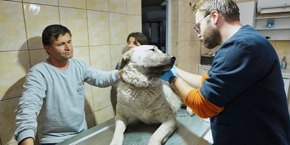 Depremzede köpek İzmir'de yaşayacak