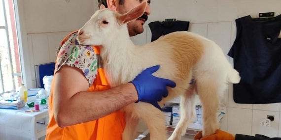 Keçiören Belediyesi Binlerce Afetzede Canlıyı Tedavi Etti