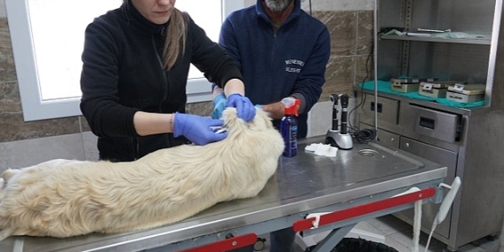 Menemen Belediyesi Depremzede Can Dostlara Sahip Çıktı