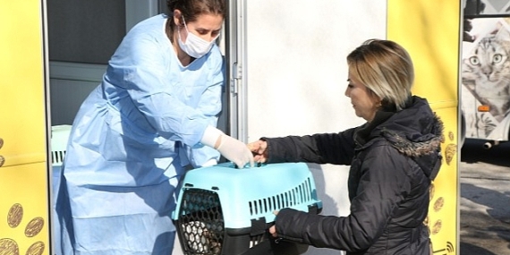 Sokak kedilerine kısırlaştırma karavanı