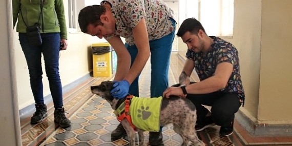 Konak'taki can dostlar için aşı mesaisi