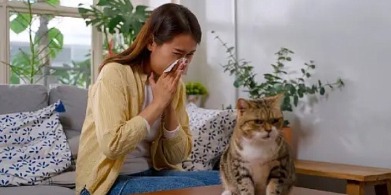 Akıllı mamalar, kedi alerjilerini ortadan kaldırabilir