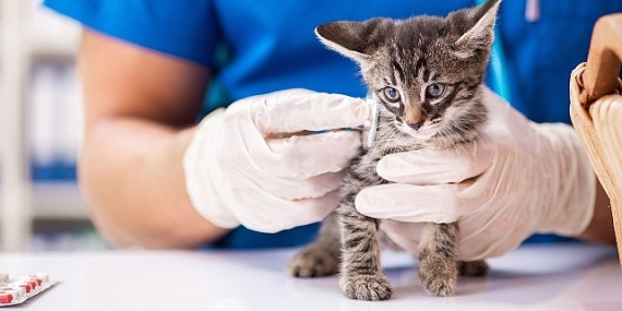 Son 10 yılda, kedilerde aşırı kiloluluk oranı yüzde 169 arttı