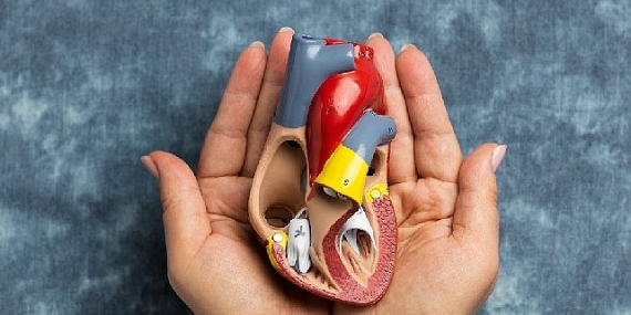 3-9 kasım organ bağışı ve nakli haftası