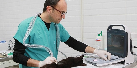 Bayraklı'da son 4,5 yılda 20 bin sokak hayvanına sağlık hizmeti