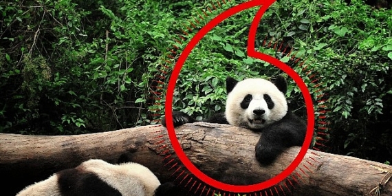 Vodafone ve WWF'ten “Gezegen İçin Bir Milyon Telefon" kampanyası