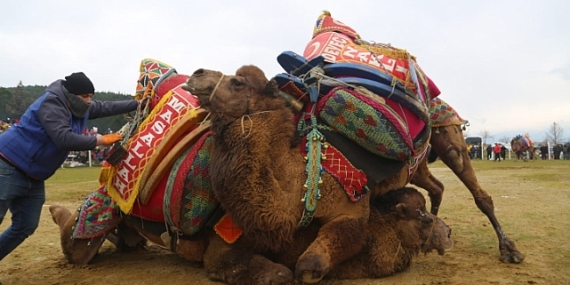 Bölgenin en büyük deve güreşi festivali 4 Şubat'ta Torbalı'da