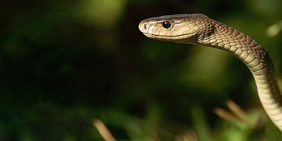 &apos;Efsane Yılanlar Özel' 2 Mart Cumartesi 20.00'de National Geographic WILD Ekranlarında Başlıyor