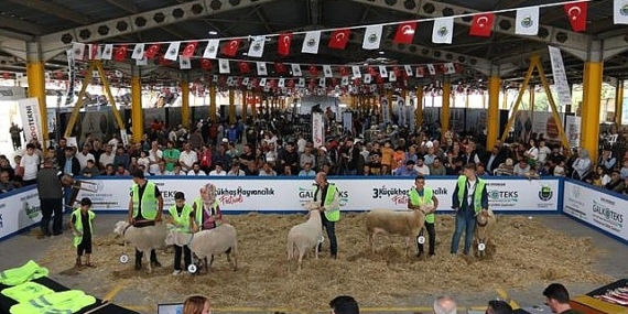 İnegöl Küçükbaş Hayvancılık Festivalinin Tarihleri Belli Oldu