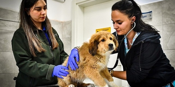 İzmir Büyükşehir Belediyesi Seyrek Sahipsiz Hayvan Hastanesi can dostlara yaşam veriyor