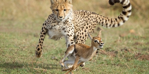 National Geographic NOW Seç-İzle Servisi Mart Ayında &apos;Yırtıcılar', &apos;Yılanlar', &apos;Tehlikeli Yollar' ve &apos;Mega Mühendislik'in En Heyecanlı Bölümleriyle Dikkat Çekiyor!