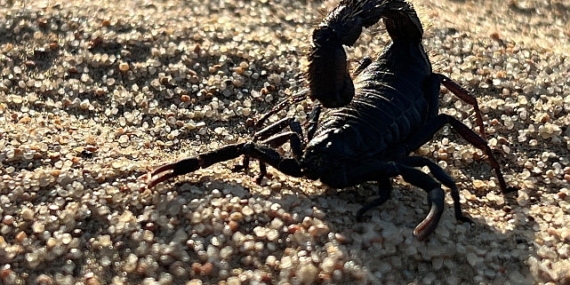 &apos;Afrika'nın Ölümcül Avcıları: Beklenmedik Katiller Özel' National Geographic WILD Ekranlarında!