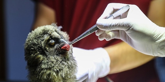 Antalya Doğal Yaşam Parkı yaralı yaban hayvanlarına şifa oluyor