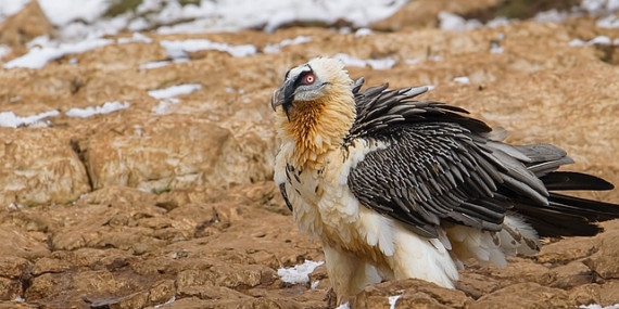 Ardahan ve Kars’ın Suları, Meraları Maden Tehdidi Altında