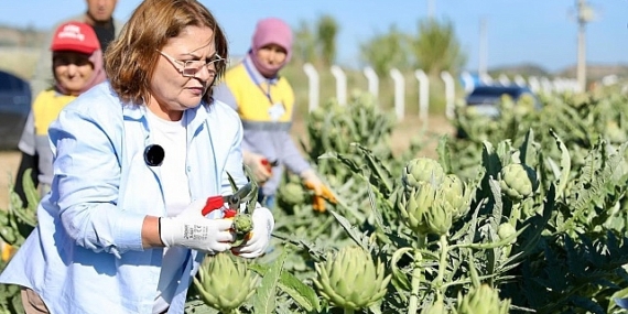 Didim Belediye Başkanı Hatice Gençay, Didim Belediyesi’ne ait tarlada yetiştirilen enginarların hasadına katıldı