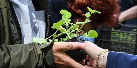 Lüleburgaz Belediyesinin serasında atalık tohumlardan elde ettiği 12 bin 500 adet sebze fidesi 14 Mayıs saat 12.00’da Kongre Meydanında vatandaşla paylaşılacak