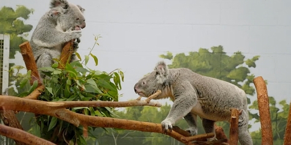 ‘Tampa’nın Sırları: Sevgililer Özel’ 15 Mayıs Çarşamba Günü 20.00’de National Geographic WILD Ekranlarında!