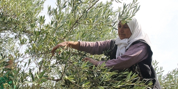 Yapay zekâ ve dijitalleşme ile Türk tarımında verimlilik, gıda güvenliği ve ihracat artacak, gıda kayıpları önlenecek