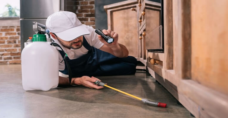 İstanbul Böcek İlaçlama Hizmetleri