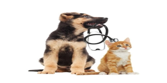 Nöbetçi Veteriner 7/24 Yanınızda