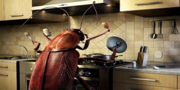 Evdeki Böceklere Çözüm Nasıl Bulunur? Huzurlu ve Sağlıklı Bir Yaşam İçin İpuçları