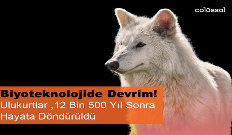 Nesli Tükenen Ulukurtlar 12 Bin Yıl Sonra Hayata Döndürüldü